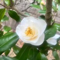 クリスマスローズ,コデマリ,ノースポール,つばきの画像