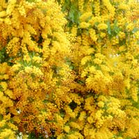 ミモザ,含羞草,自然,黄色の花,花の写真の画像