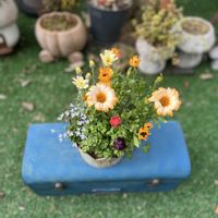 ローダンセマム レトロクラッカー,ヒナソウ（青）,ディモルフォセカ パステリーナ,アネモネ　フラン,寄せ植えの画像