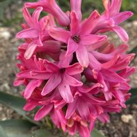 イチゴ,ヒヤシンス,パクチー,我が家の庭,いつもありがとう♡の画像