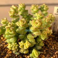 多肉,小米星,クラッスラ 小米星,クラッスラ 属,クラッスラ 属の画像