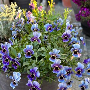 アセビ,イベリス,クリスマスローズ,ムスカリ,ビオラの画像