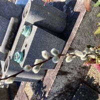 ネコヤナギの画像