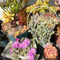 多肉植物,多肉寄せ植え,かわいいな♡,GS日和,咲いてるね♡の画像