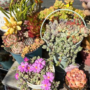 多肉植物,多肉寄せ植え,かわいいな♡,GS日和,咲いてるね♡の画像