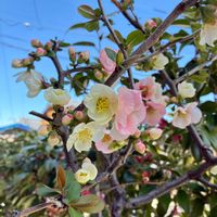 ボケ,木瓜,木瓜(ボケ),ボケの花,ボケ(木瓜)の画像