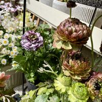 クリスマスローズ,サボテン,ラナンキュラス,ミモザ,ラナンキュラス　イカロスの画像