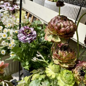 クリスマスローズ,サボテン,ラナンキュラス,ミモザ,ラナンキュラス　イカロスの画像