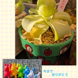 多肉植物,開花,サボテン科,マミラリア属,毎月15日はいちごの日の画像