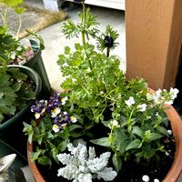 アネモネ,ネメシアの画像