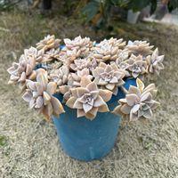 紅葉,桜牡丹,多肉植物,かわいい,多肉ちゃんの画像