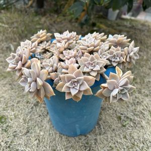 紅葉,桜牡丹,多肉植物,かわいい,多肉ちゃんの画像