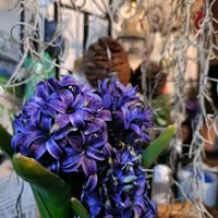 ヒヤシンス,観葉植物,ハンドメイド,花のある暮らし,植中毒の画像