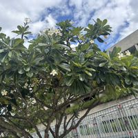 プルメリア,ベビーサンローズ,オオバナカリッサ,いいねをありがとうございます¨̮♡︎,GSのみなさんに感謝♡︎ʾʾの画像