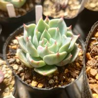 多肉植物,エケベリア属,実生,交配種,多肉大好きの画像