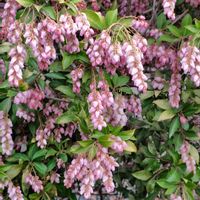 アセビ,ジンチョウゲ,ボケ,沈丁花,木瓜(ボケ)の画像