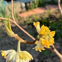 ミツマタ,多肉植物,庭木・花木の画像