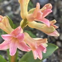 ヒヤシンス,球根植物,ナチュラルガーデン,春の訪れ,お庭の花たちの画像