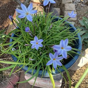 ハナニラ,アリッサム,チューリップ,ネモフィラ,パンジーの画像