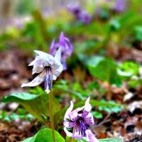 カタクリ,,山野草,野草,里山続きの庭の画像