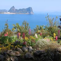 ルピナス,パンジー,パンジー,トビ,トビの画像