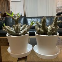 エリカ,パンジー,パキポディウム,パキポディウム・グラキリス,パキポディウム マカイエンセの画像