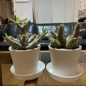 エリカ,パンジー,パキポディウム,パキポディウム・グラキリス,パキポディウム マカイエンセの画像