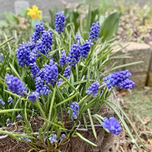 ムスカリ,ミニ水仙,ガーデニング,咲いた！,花のある暮らしの画像