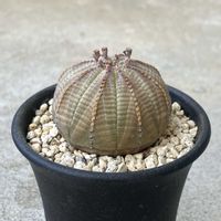 ユーフォルビア属,ユーフォルビア・オベサ,ユーフォルビア　オベサ,珍奇植物,ビザールプランツの画像