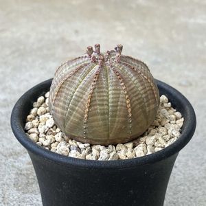 ユーフォルビア属,ユーフォルビア・オベサ,ユーフォルビア　オベサ,珍奇植物,ビザールプランツの画像