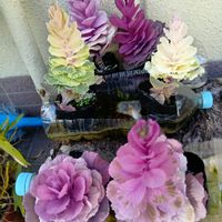 ハボタンの画像