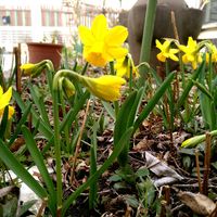 斑入り沈丁花,ミニスイセン,tete a tete,プリムラ ブルガリス,家でお花見の画像