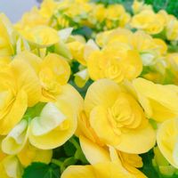 ベゴニアの画像