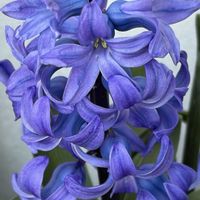 球根,成長記録,ブルーの花,花のある暮らし,春のお花の画像