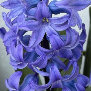 球根,成長記録,ブルーの花,花のある暮らし,春のお花の画像