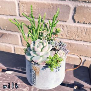 星の王子,黄金細葉万年草,若緑,ブルービーン,クリーム氷玉の画像