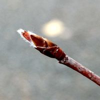 ジューンベリー,ジューンベリー,ジューンベリー,ジューンベリー,アメリカザイフリボクの画像