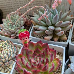 多肉植物,紅葉する多肉,モフモフ,もけもけ,多肉花芽の画像