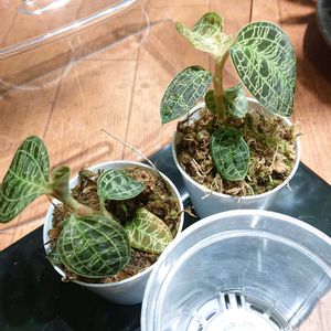 チーム魔女っ子,ほんわか♥️ほんのり,ドジっ子,部屋の画像