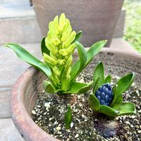 ヒヤシンス,ヒヤシンス,寄せ植え,今日のお花の画像