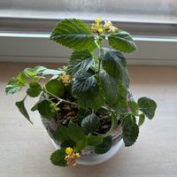 グリーン,窓辺の画像