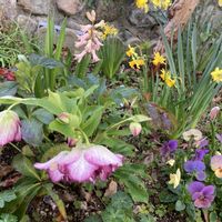 イオノプシジウム,シレネ,ヒヤシンス,ミニ水仙  ティタティタ,クリスマスローズ　グレイス・プリマドレスの画像