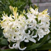 キュウリグサ,ヒヤシンス,葉牡丹,季節のお花,今日のお花の画像