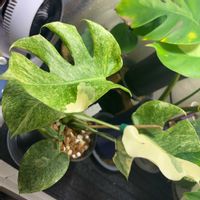 モンステラ,モンステラ デリシオーサ,モンステラ デリシオーサ タイコンステレーション レガシー,botanical life,観葉植物のある暮らしの画像