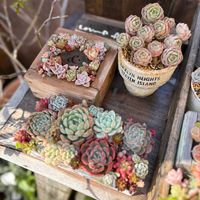 グリーンローズ,多肉植物,ジャンク,リメ鉢,ジャンクガーデンの画像