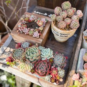 グリーンローズ,多肉植物,ジャンク,リメ鉢,ジャンクガーデンの画像