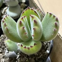 熊童子,多肉植物,多肉 熊童子,ベンケイソウ科,コチドレン属の画像