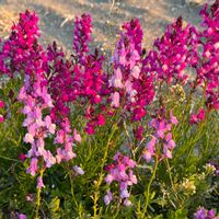 リナリア,ヒメキンギョソウ,ピンクの花,一年草,道端の画像