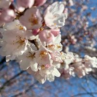 タンポポ,はるが来た！,さくら 桜 サクラ,朝散歩の画像