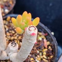 八千代,多肉植物,セダム属,花のある暮らし,多肉男子の画像